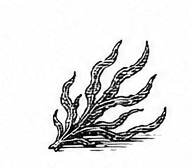 seaweed